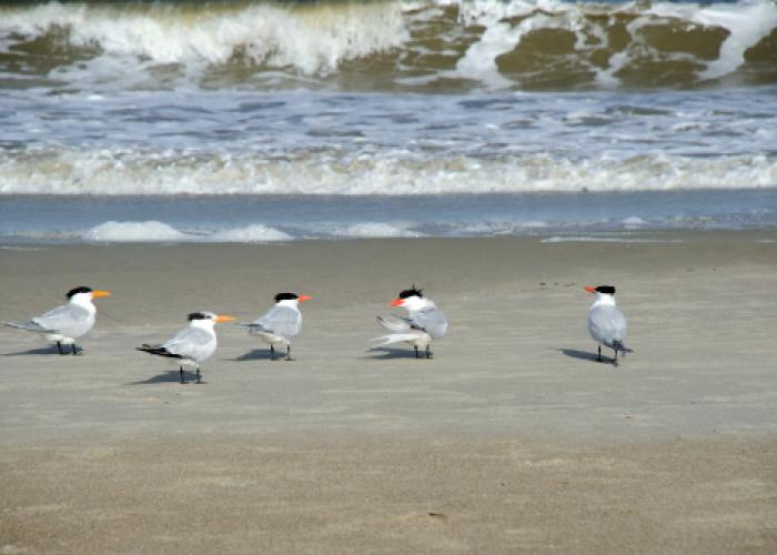 birds on beach in tybee island georgia