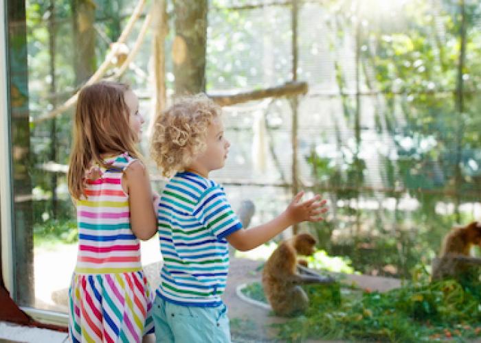 Children look out at a Zoo